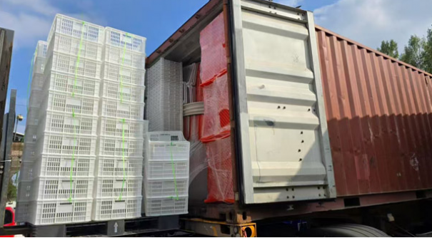 Plastic Transportation Box for Farming,1*40HQ to Uzbekistan